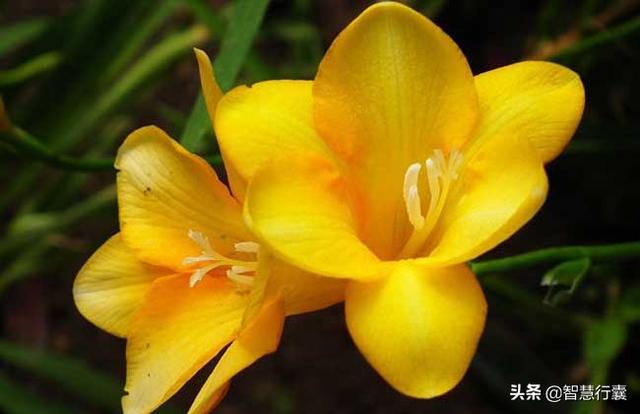 它不仅名字好听,开得花还好看,看了就想买一盆 它不仅名字好听,开得花还好看,看了就想买一盆