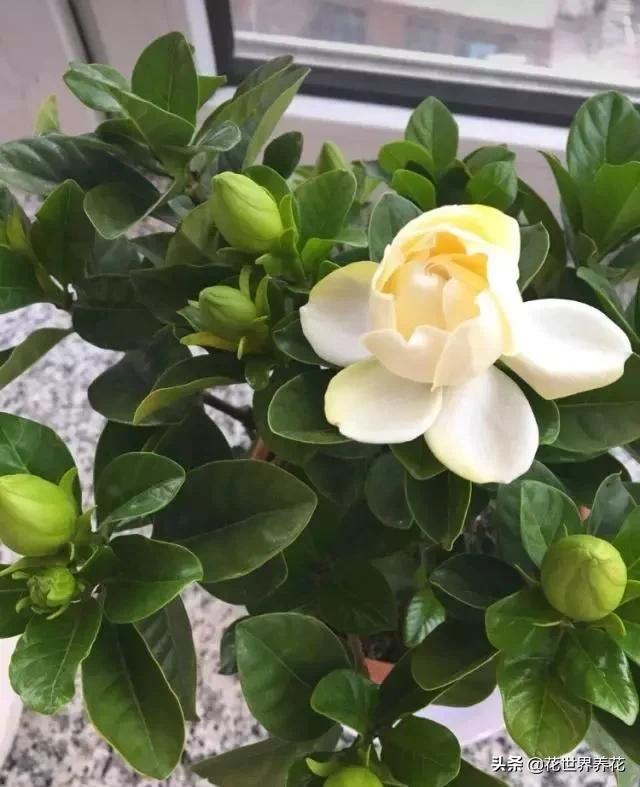 栀子花在养护的时候，注意避开这4处，开花满盆香气飘