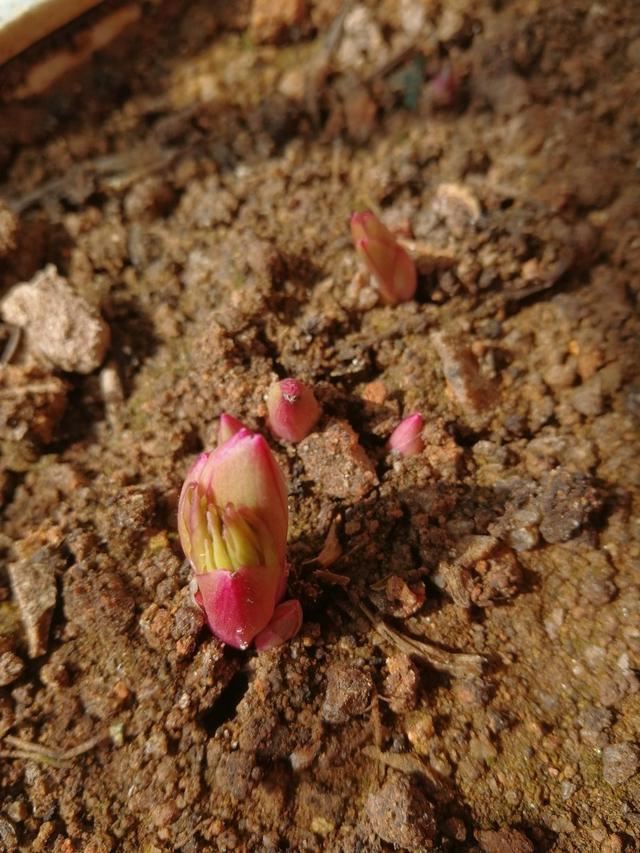 春天怎样养牡丹，才能花大色艳？除了养护，还要免踏2个“坑”