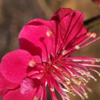 红须朱砂梅树是冬春之季观赏的花卉,梅花冰清玉洁,纯贞高雅 红须朱砂梅树是冬春之季观赏的花卉,梅花冰清玉洁,纯贞高雅