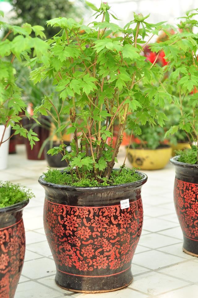 春天怎样养牡丹，才能花大色艳？除了养护，还要免踏2个“坑”