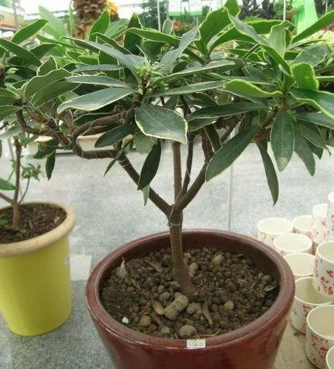 瑞香花的花蕾红色，开后淡白色，花小而多，香气芳醇持久