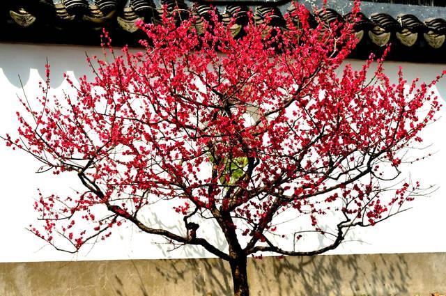 红须朱砂梅树是冬春之季观赏的花卉,梅花冰清玉洁,纯贞高雅 红须朱砂梅树是冬春之季观赏的花卉,梅花冰清玉洁,纯贞高雅