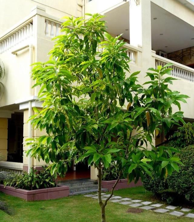 家里种一棵白兰花，好养又好看，洁白如茉莉，香气胜兰花