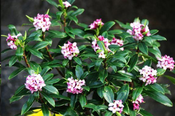 瑞香花的花蕾红色，开后淡白色，花小而多，香气芳醇持久