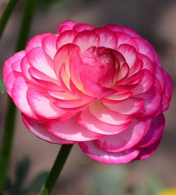 “花开典雅、高贵华丽”花毛茛——“陆生莲花”的栽培管理要点