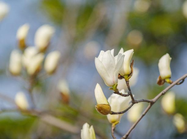 白玉兰叶碧绿如翠，花朵洁白如雪，浓郁的香味沁人心脾，悠远绵长