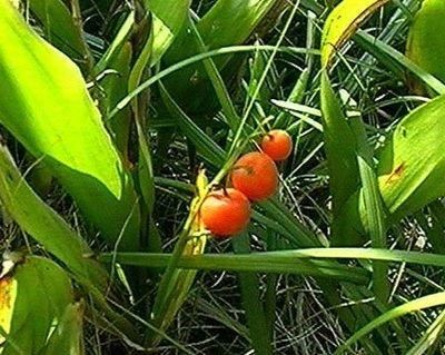 玲兰生于阴坡林下潮湿处或沟边，花白色，果熟后红