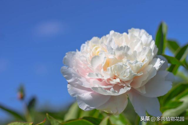 适合女性栽种的花卉绿植，养一盆心情愉悦