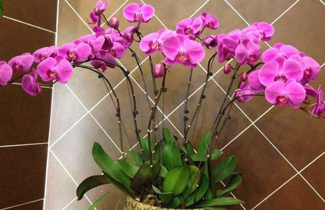 蝴蝶兰，别名蝶兰，花朵开花了好似蝴蝶般飞舞