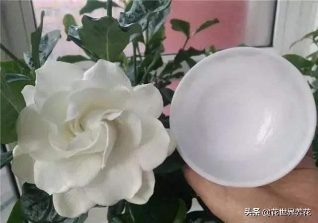 栀子花在养护的时候，注意避开这4处，开花满盆香气飘