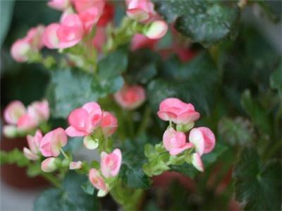 玻璃翠应怎样扦插 玻璃翠应怎样扦插