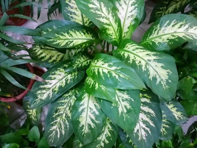 花叶万年青叶片发蔫要挂?先别扔,换个土试试,说不定可以挽救 花叶万年青叶片发蔫要挂?先别扔,换个土试试,说不定可以挽救