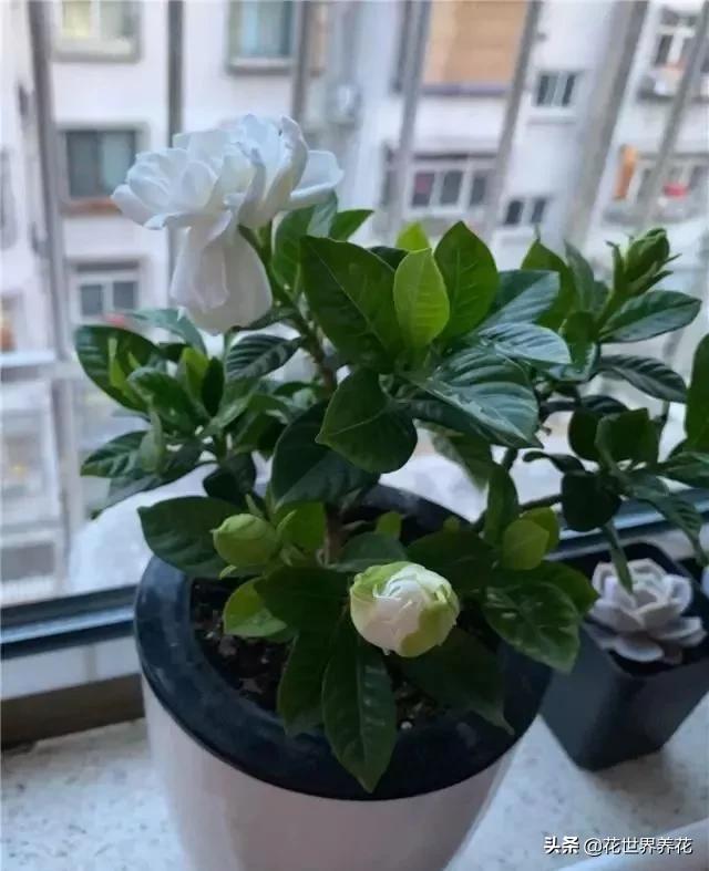 栀子花在养护的时候，注意避开这4处，开花满盆香气飘