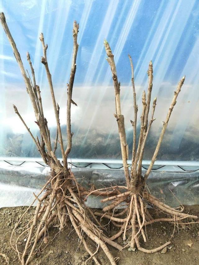 春天怎样养牡丹，才能花大色艳？除了养护，还要免踏2个“坑”