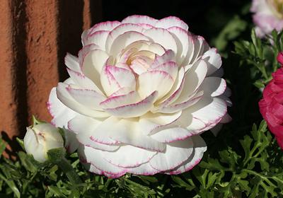 “花开典雅、高贵华丽”花毛茛——“陆生莲花”的栽培管理要点