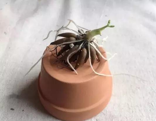 “花开典雅、高贵华丽”花毛茛——“陆生莲花”的栽培管理要点
