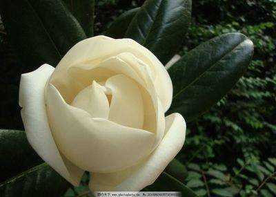 白玉兰叶碧绿如翠，花朵洁白如雪，浓郁的香味沁人心脾，悠远绵长