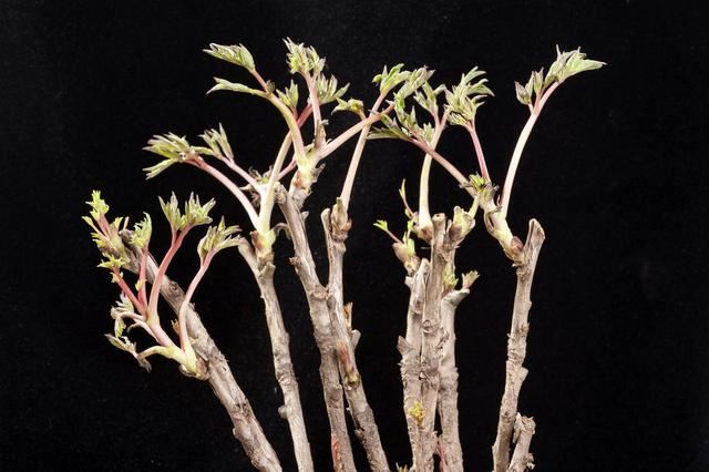 春天怎样养牡丹，才能花大色艳？除了养护，还要免踏2个“坑”