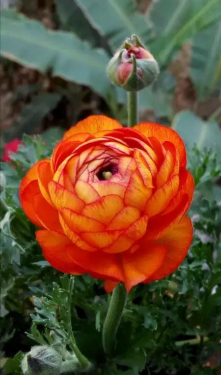 “花开典雅、高贵华丽”花毛茛——“陆生莲花”的栽培管理要点