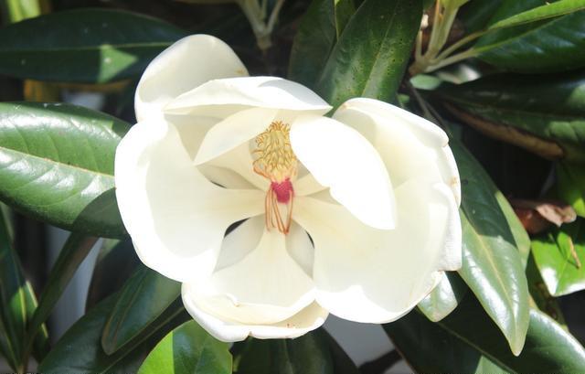 白玉兰叶碧绿如翠，花朵洁白如雪，浓郁的香味沁人心脾，悠远绵长