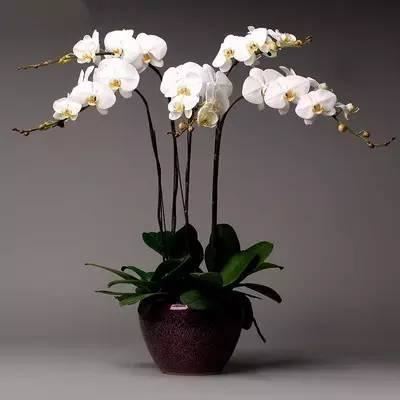 蝴蝶兰，别名蝶兰，花朵开花了好似蝴蝶般飞舞