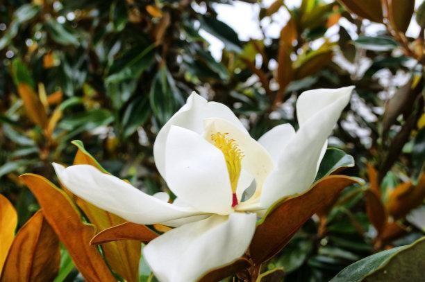 白玉兰叶碧绿如翠，花朵洁白如雪，浓郁的香味沁人心脾，悠远绵长