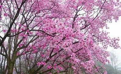 紫玉兰花朵艳丽怡人,芳香淡雅,为有2000多年历史的珍贵物种 紫玉兰花朵艳丽怡人,芳香淡雅,为有2000多年历史的珍贵物种