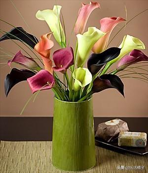 美丽的邂逅"马蹄莲"，种花养花浇花开花，做好这些繁花似锦养爆盆