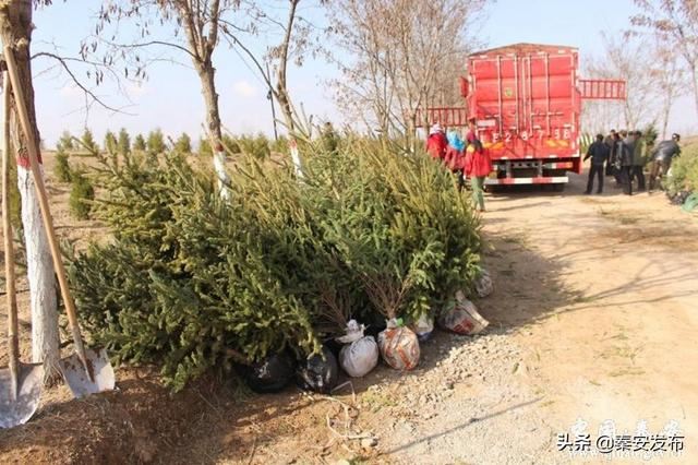 【造林绿化】莲花镇：植树千顷 绿遍山原