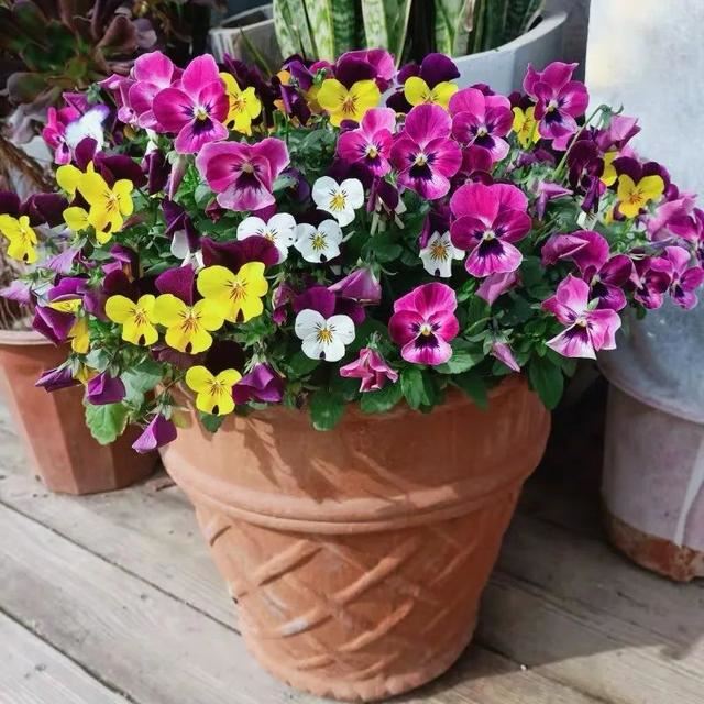 10种春天“时令花”，有窗台就能养，家里养几盆，繁花似锦