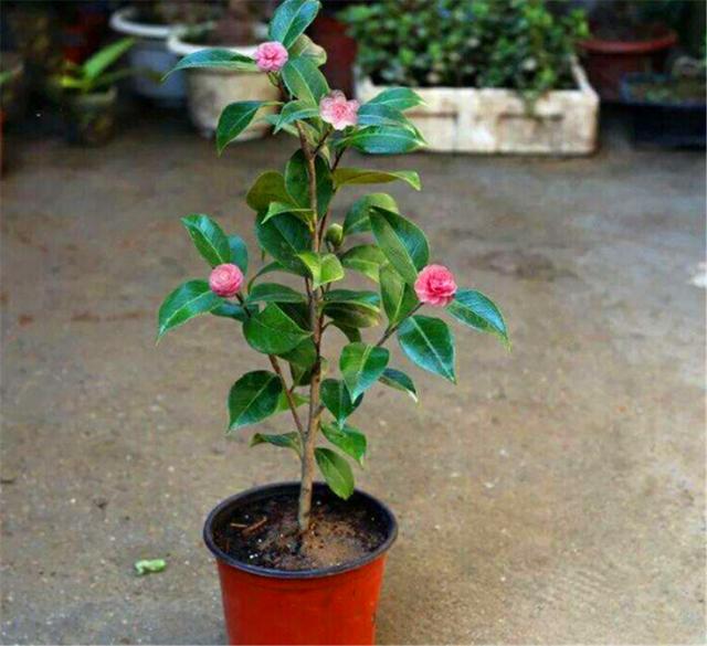 春天适合给茶花换盆移栽，花后做好这5点，根系粗壮，来年开花多