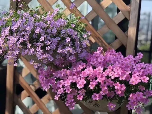 10种春天“时令花”，有窗台就能养，家里养几盆，繁花似锦