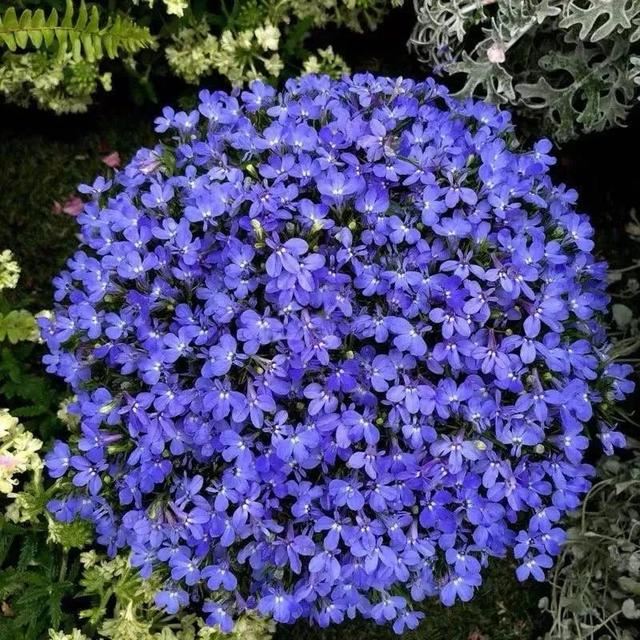 10种春天“时令花”，有窗台就能养，家里养几盆，繁花似锦