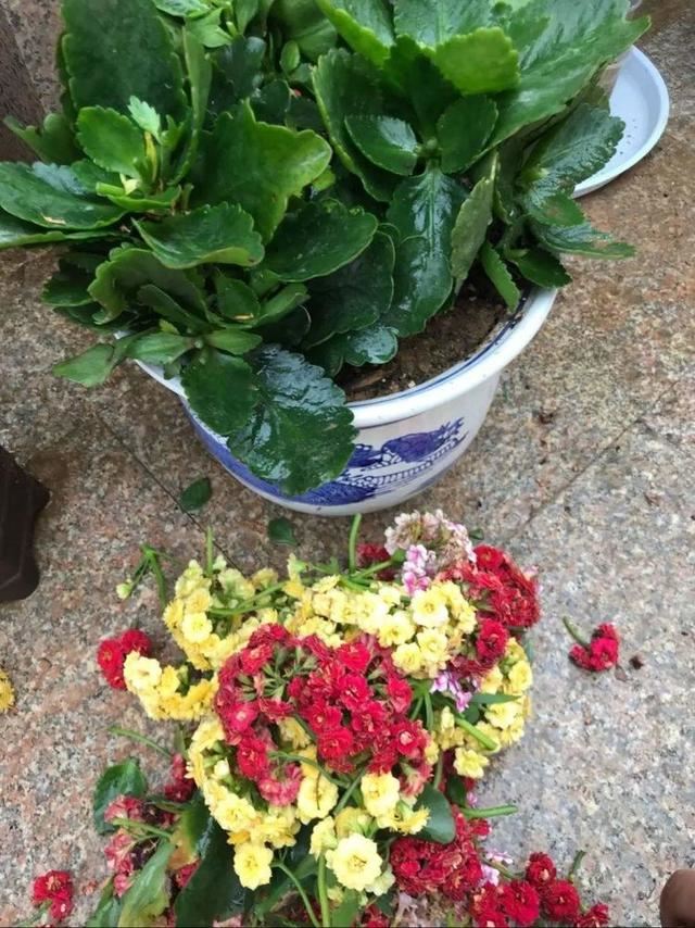 这些花，开花耗尽全力，开完赶紧修剪、施肥，不然累蔫了