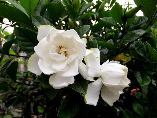 开春了，栀子花盆栽新芽发黄长得很慢怎么办？注意小虫危害