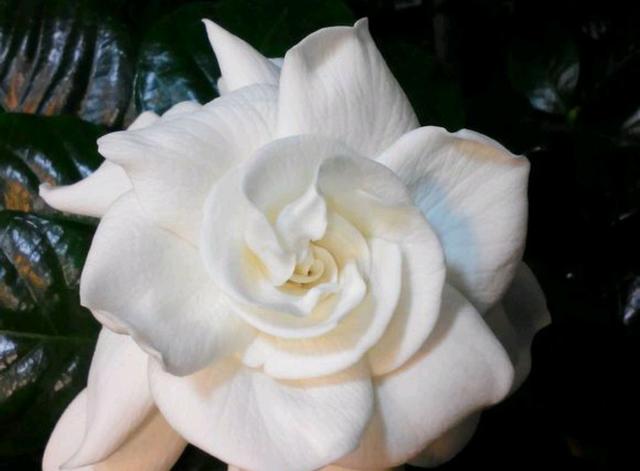 开春了，栀子花盆栽新芽发黄长得很慢怎么办？注意小虫危害