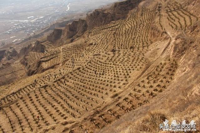 【造林绿化】莲花镇：植树千顷 绿遍山原