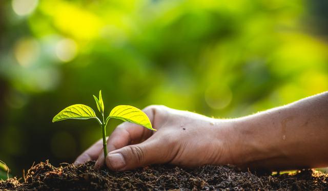 春季绿植管理方法和种植很关键，做好3个方面让绿植旺盛生长