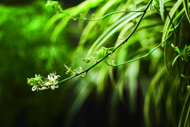 这些花卉绿植巧用磷酸二氢钾，花开得多，还省肥