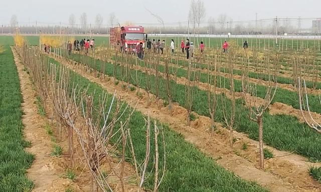 绿化进行时|最是一年春光好 植树造林正当时