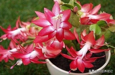 小花盆养花，选择这“2款”，生长旺盛，换大盆反而影响审美效果