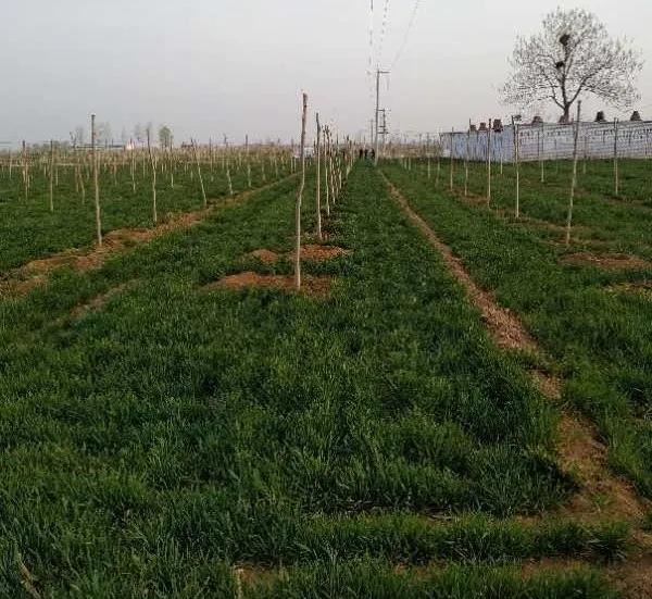 绿化进行时|最是一年春光好 植树造林正当时