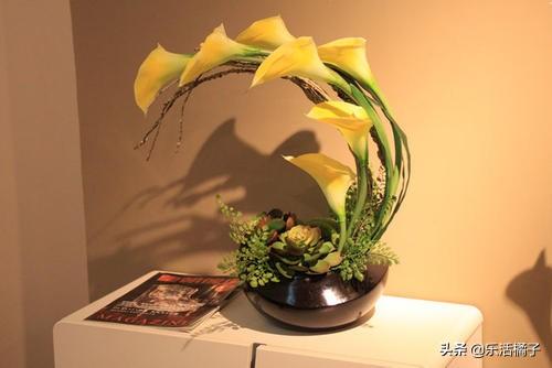 美丽的邂逅"马蹄莲"，种花养花浇花开花，做好这些繁花似锦养爆盆