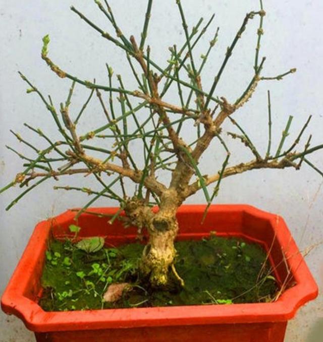 迎春盆景，开完花后养护也关键，做好这件事，才能长得壮