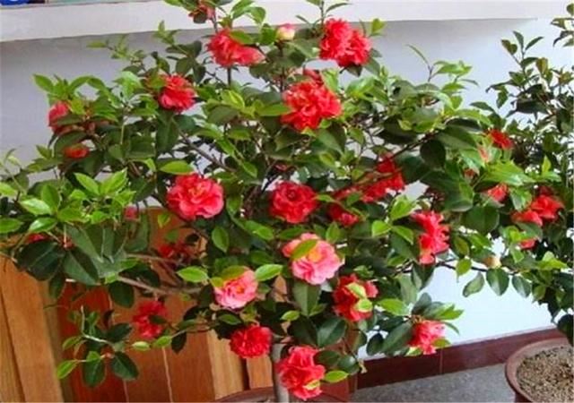 春天适合给茶花换盆移栽，花后做好这5点，根系粗壮，来年开花多