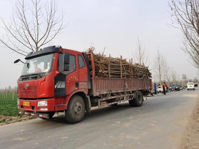 绿化进行时|最是一年春光好 植树造林正当时