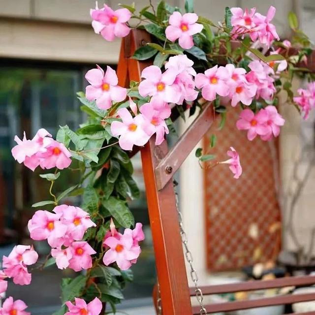 10种春天“时令花”，有窗台就能养，家里养几盆，繁花似锦