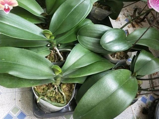 这些花，开花耗尽全力，开完赶紧修剪、施肥，不然累蔫了