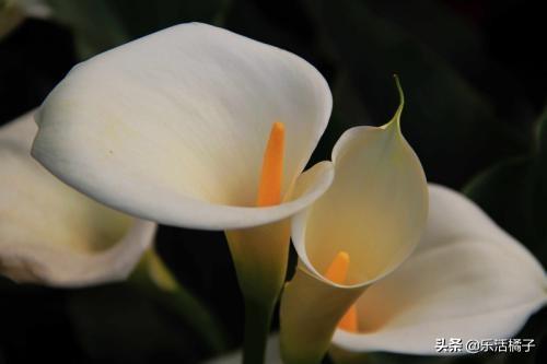 美丽的邂逅"马蹄莲"，种花养花浇花开花，做好这些繁花似锦养爆盆